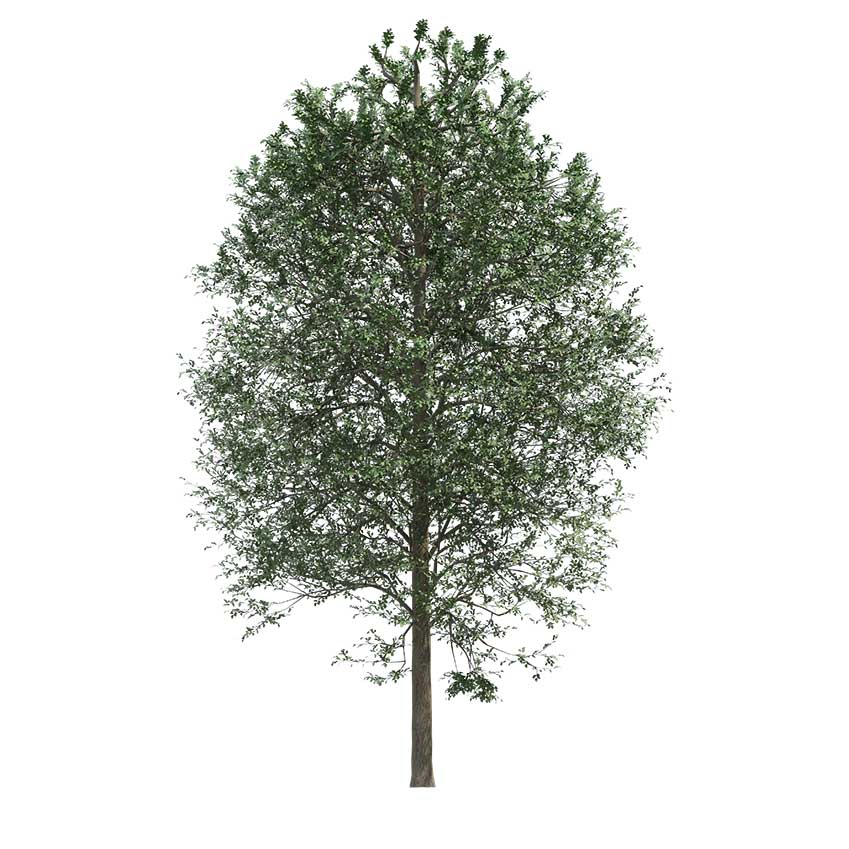 Alnus glutinosa - Black alder 02